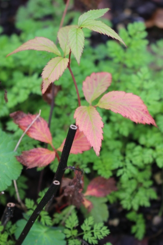 小さすぎる紅葉 植えまくり ペコリの庭 小さすぎる紅葉 植えまくり ペコリの庭