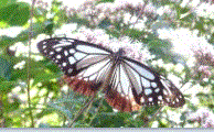 f0231709_12154945.gif