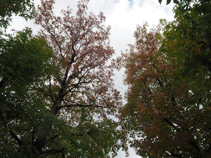 五日市中央公園&佐伯区民文化センター_c0116915_23365010.jpg