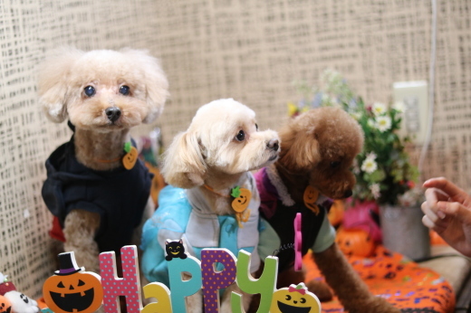 本日11月1日で、犬濯屋　川村は10周年を迎えました！！１０月２８日ご来店の、わんちゃんです！！_b0130018_22105612.jpg
