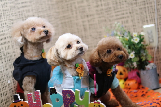 本日11月1日で、犬濯屋　川村は10周年を迎えました！！１０月２８日ご来店の、わんちゃんです！！_b0130018_22112476.jpg