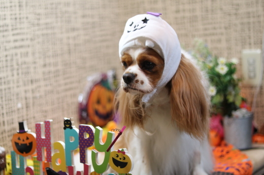 本日11月1日で、犬濯屋　川村は10周年を迎えました！！１０月２８日ご来店の、わんちゃんです！！_b0130018_22204203.jpg