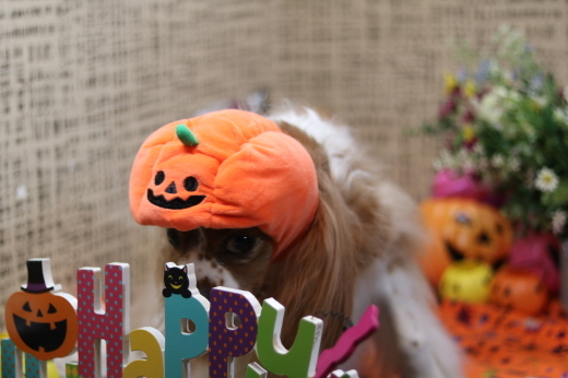 本日11月1日で、犬濯屋　川村は10周年を迎えました！！１０月２８日ご来店の、わんちゃんです！！_b0130018_22222876.jpg