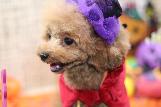 本日11月1日で、犬濯屋　川村は10周年を迎えました！！１０月２８日ご来店の、わんちゃんです！！_b0130018_22252790.jpg