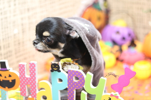 本日11月1日で、犬濯屋　川村は10周年を迎えました！！１０月２８日ご来店の、わんちゃんです！！_b0130018_22405300.jpg