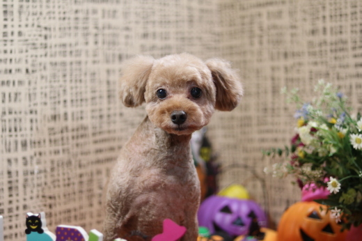 本日11月1日で、犬濯屋　川村は10周年を迎えました！！１０月２８日ご来店の、わんちゃんです！！_b0130018_23114990.jpg