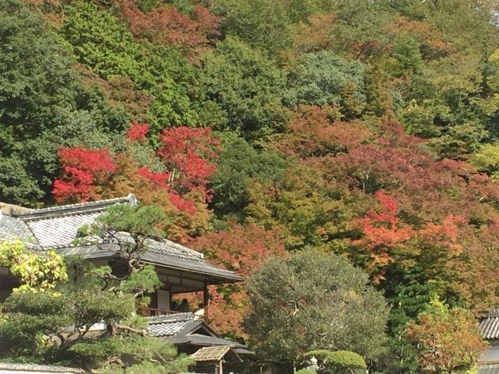 津和野の紅葉 を見に いのり Deep Breathings Of The Heart