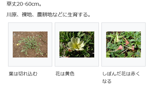 e0033229_196631.png