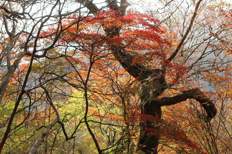 由布岳日向観察路で紅葉を楽しむ（2018/10/30）_e0272335_15235982.jpg