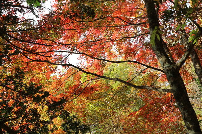 由布岳日向観察路で紅葉を楽しむ（2018/10/30）_e0272335_1524367.jpg