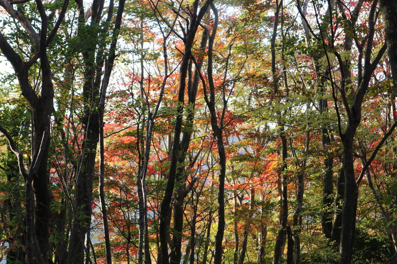 由布岳日向観察路で紅葉を楽しむ（2018/10/30）_e0272335_1552416.jpg