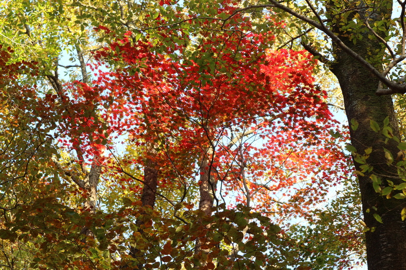 由布岳日向観察路で紅葉を楽しむ（2018/10/30）_e0272335_15551385.jpg