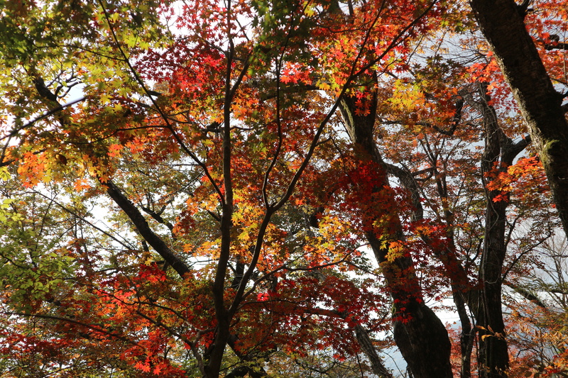 由布岳日向観察路で紅葉を楽しむ（2018/10/30）_e0272335_15593352.jpg