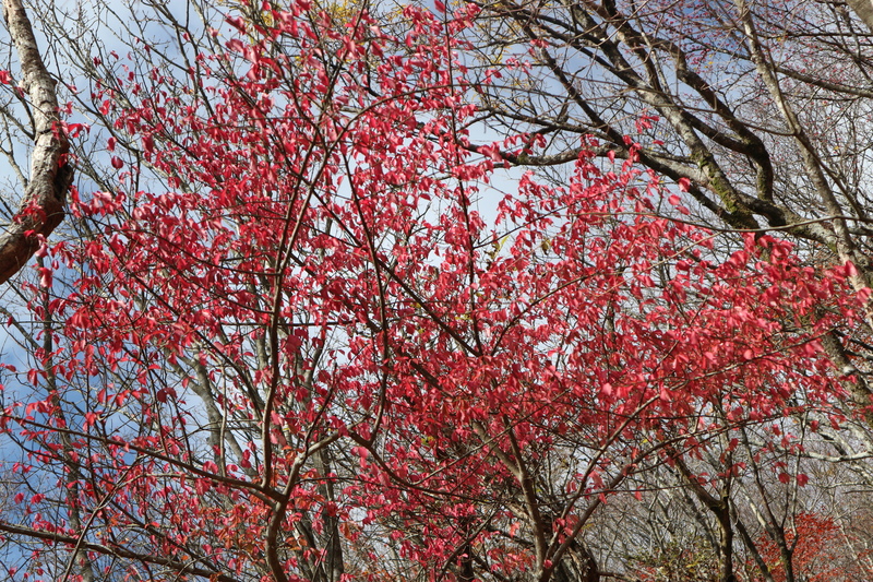 由布岳日向観察路で紅葉を楽しむ（2018/10/30）_e0272335_1610284.jpg