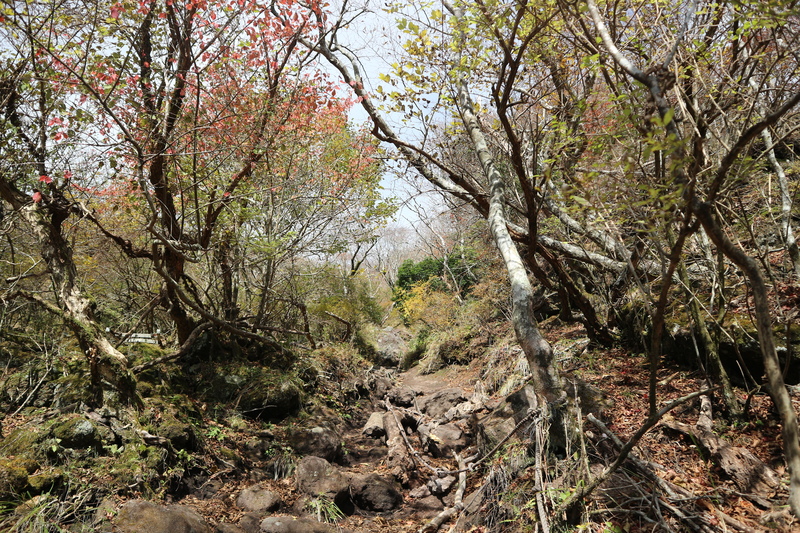 由布岳日向観察路で紅葉を楽しむ（2018/10/30）_e0272335_16124022.jpg