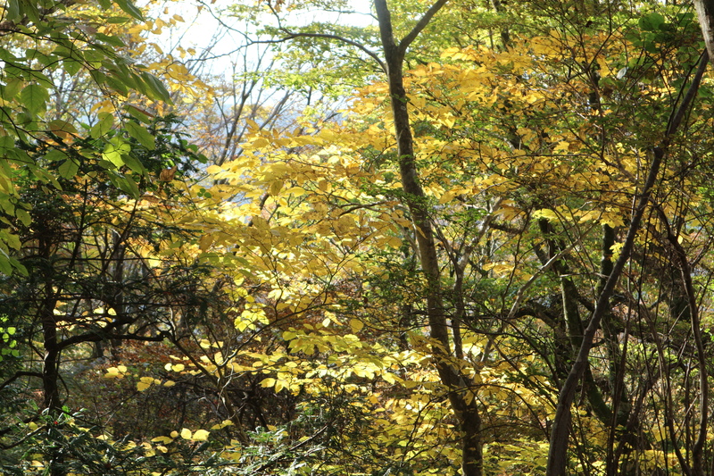 由布岳日向観察路で紅葉を楽しむ（2018/10/30）_e0272335_1621942.jpg