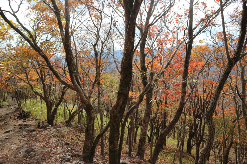 由布岳日向観察路で紅葉を楽しむ（2018/10/30）_e0272335_16443289.jpg