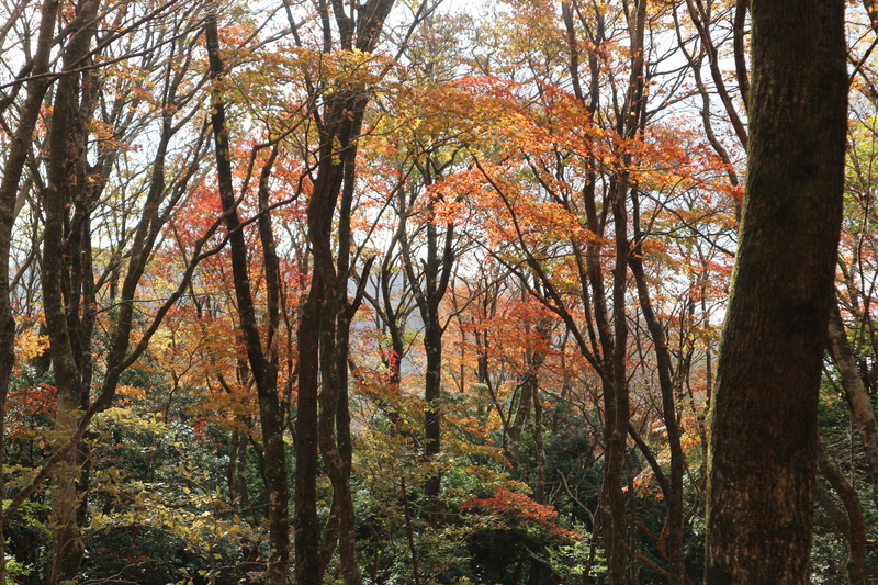 由布岳日向観察路で紅葉を楽しむ（2018/10/30）_e0272335_1662949.jpg