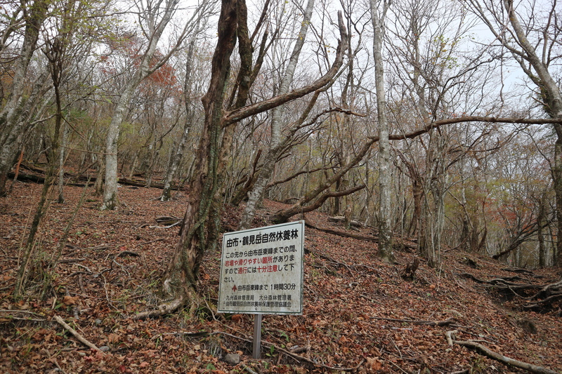 由布岳日向観察路で紅葉を楽しむ（2018/10/30）_e0272335_16755100.jpg