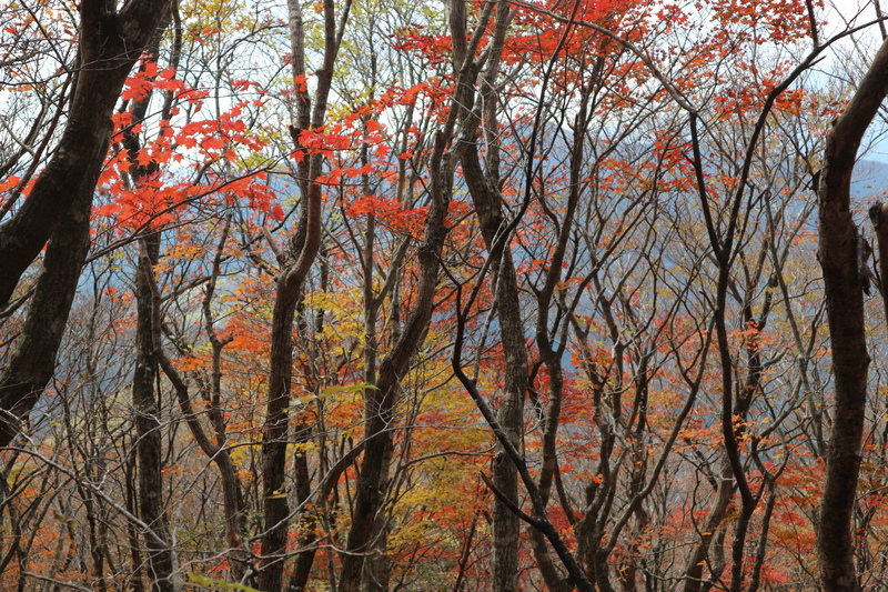 由布岳日向観察路で紅葉を楽しむ（2018/10/30）_e0272335_17203317.jpg