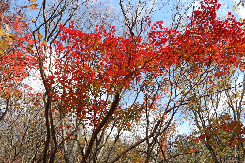 由布岳日向観察路で紅葉を楽しむ（2018/10/30）_e0272335_17222680.jpg