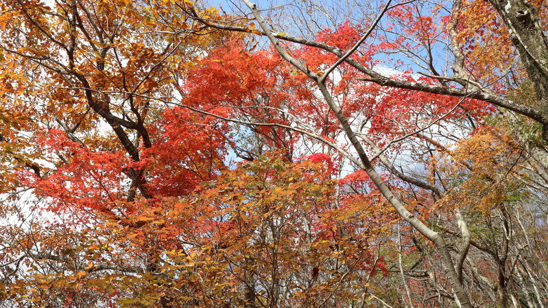 由布岳日向観察路で紅葉を楽しむ（2018/10/30）_e0272335_17232037.jpg