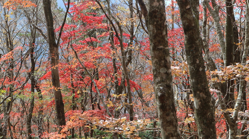 由布岳日向観察路で紅葉を楽しむ（2018/10/30）_e0272335_17241482.jpg