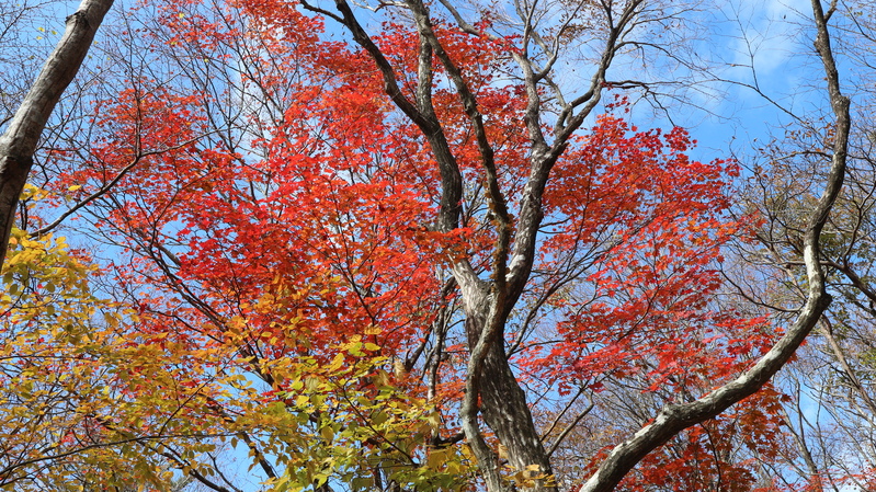 由布岳日向観察路で紅葉を楽しむ（2018/10/30）_e0272335_17253059.jpg