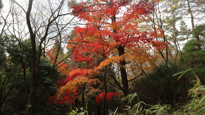 由布岳日向観察路で紅葉を楽しむ（2018/10/30）_e0272335_17273492.jpg