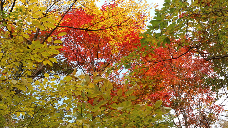 由布岳日向観察路で紅葉を楽しむ（2018/10/30）_e0272335_17284125.jpg