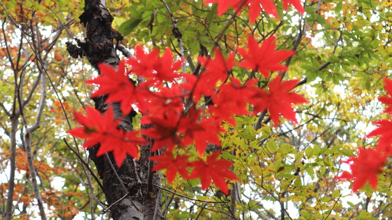 由布岳日向観察路で紅葉を楽しむ（2018/10/30）_e0272335_17294644.jpg