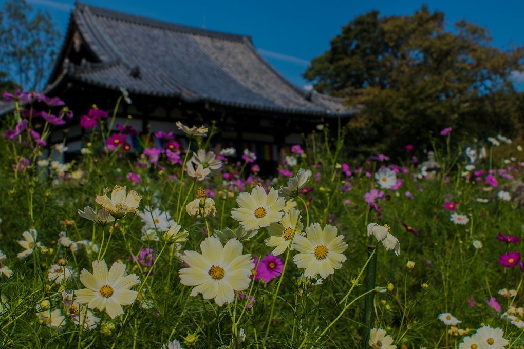 コスモス寺～般若寺_e0363038_17582283.jpg