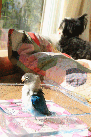 c0145250_10495451.gif