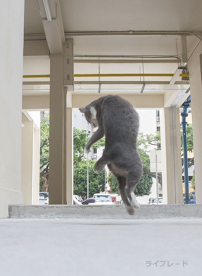 ご近所猫 2018.10.28_f0112152_21223839.jpg