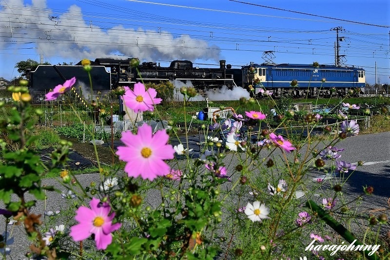 貴婦人に秋桜を・・・_c0173762_19550169.jpg