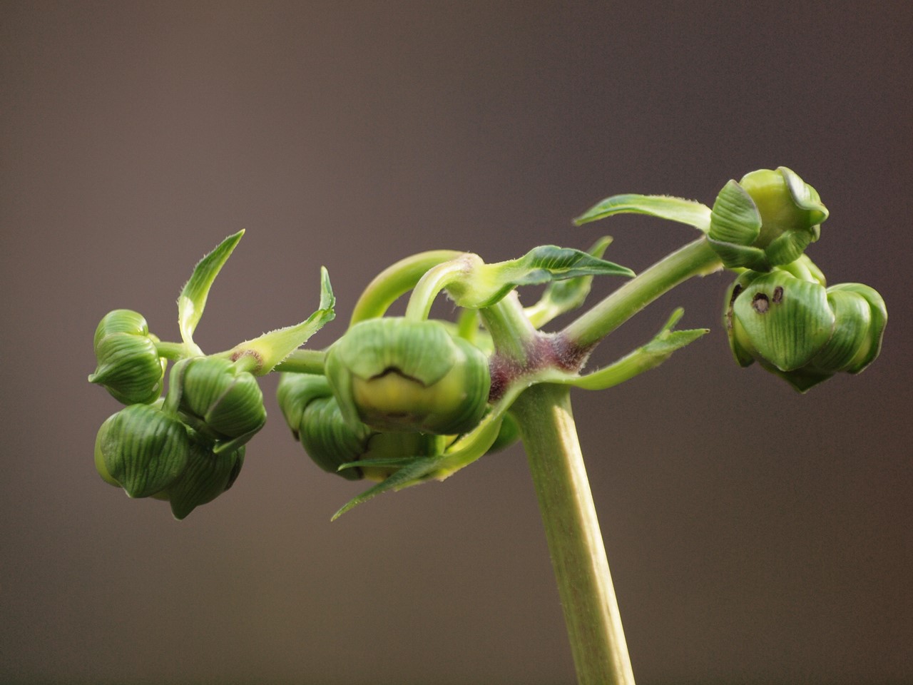 d0054276_2025793.jpg