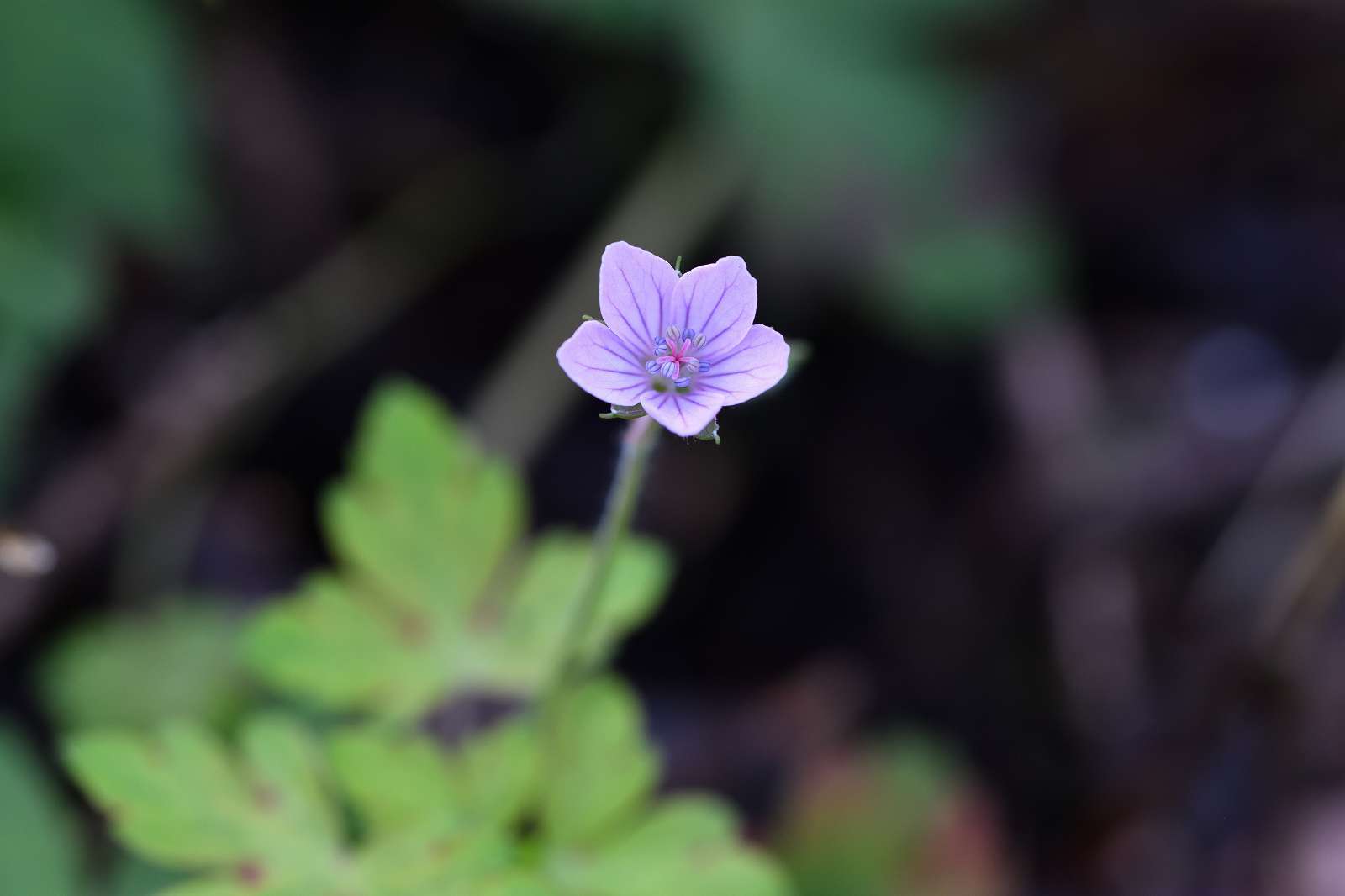 奥多摩方面の花_d0328977_17140774.jpg