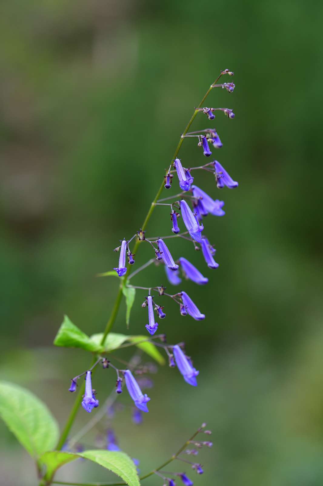 奥多摩方面の花_d0328977_17152560.jpg