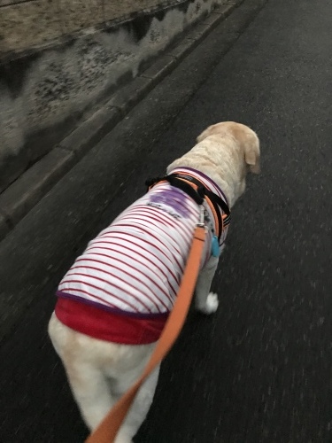 f0315081_21175216.jpeg