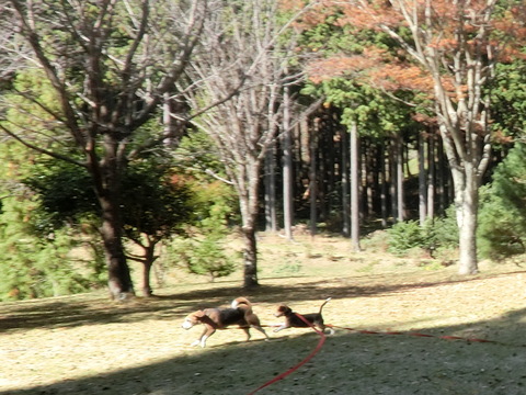 a0319693_8303831.jpg