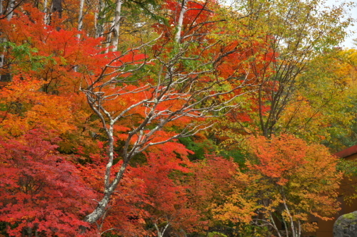 a0263109_10451675.jpg
