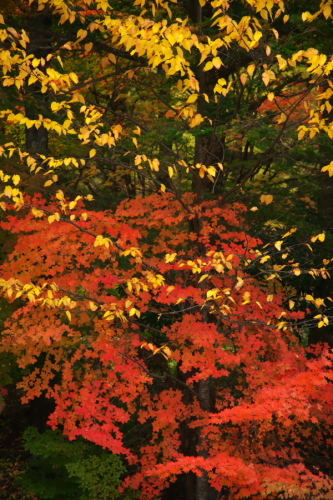 a0263109_10460767.jpg