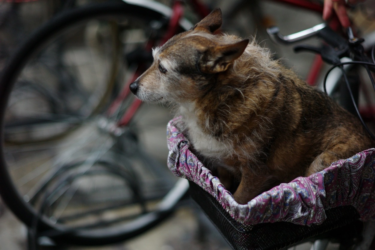 自転車に乗った犬 Leica Pazza 自転車に乗った犬 Leica Pazza