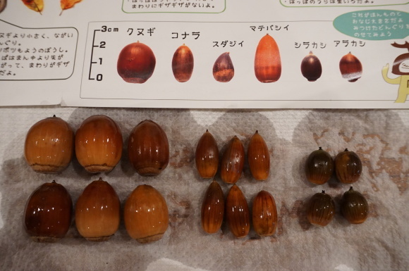 雑木林をつくろう 〜どんぐり大作戦〜_d0348118_09360559.jpeg