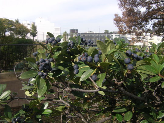 f0334619_13544014.jpg