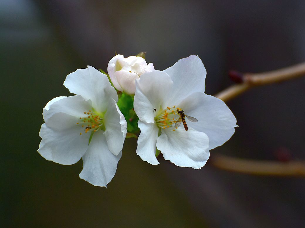 ノスリの飛び出し・ユリカモメの飛翔・十月桜・・・葛西臨海公園にて_a0031821_21403378.jpg