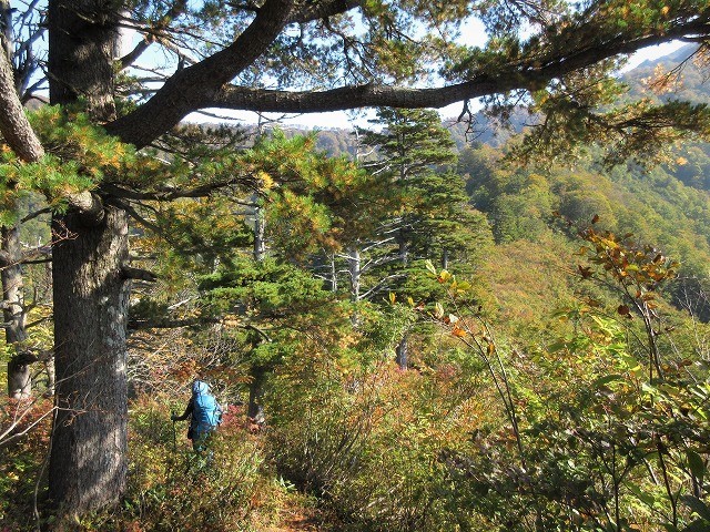 魚沼市　奥只見の秘峰 未丈ヶ岳の紅葉と山頂草原　　　　　Mount Mijogatake in Uonuma, Niigata_f0308721_22493862.jpg