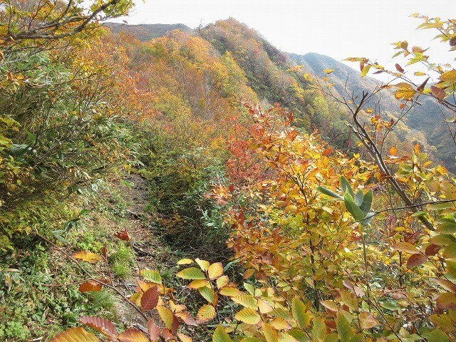 魚沼市　奥只見の秘峰 未丈ヶ岳の紅葉と山頂草原　　　　　Mount Mijogatake in Uonuma, Niigata_f0308721_22524295.jpg