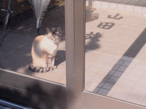 曲げわっぱ入りティラミス:S.witch cafe(秋田県大館市)_b0147224_20325284.jpg