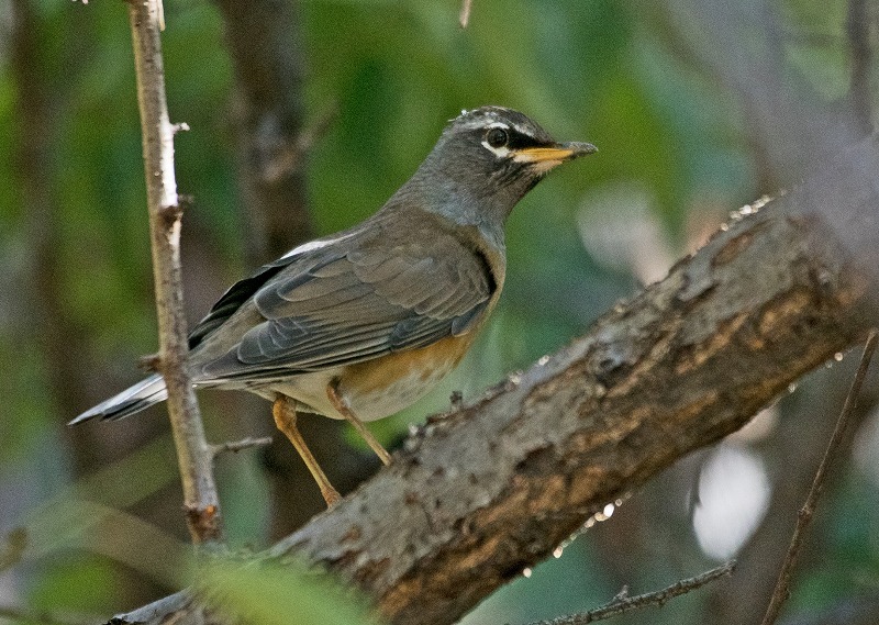 e0331427_23410406.jpg
